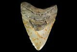 Fossil Megalodon Tooth - + Foot Prehistoric Shark #145408-1